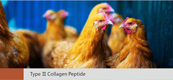 Type Ⅱ Collagen Peptide