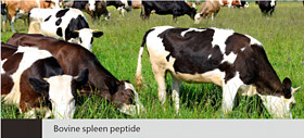 Bovine spleen peptide