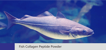 Fish Collagen Peptide Powder