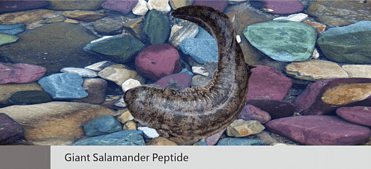 Giant Salamander Peptide