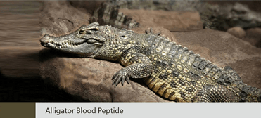 Alligator Blood Peptide