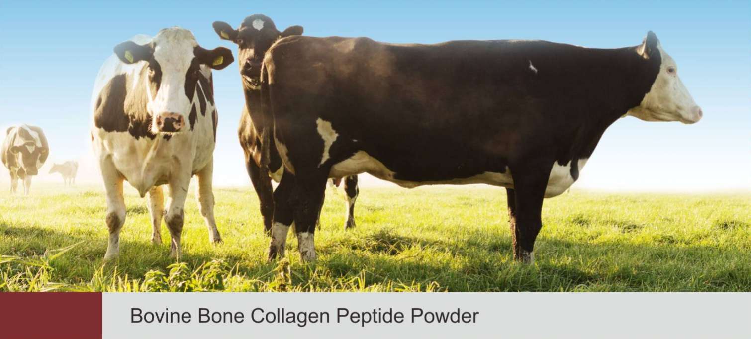 Bovine Bone Collagen Peptide Powder