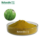 Horsetail Extract