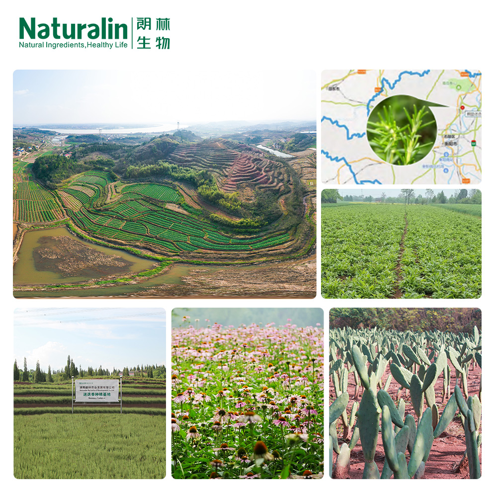 Gynostemma Extract  