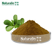 Bacopa Monnieri Extract