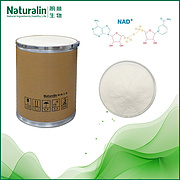 β-Nicotinamide Adenine Dinucleotide