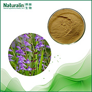 Barbed Skullcap Herb Extract