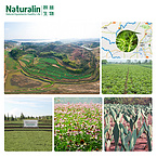 Dipsacus Root Extract