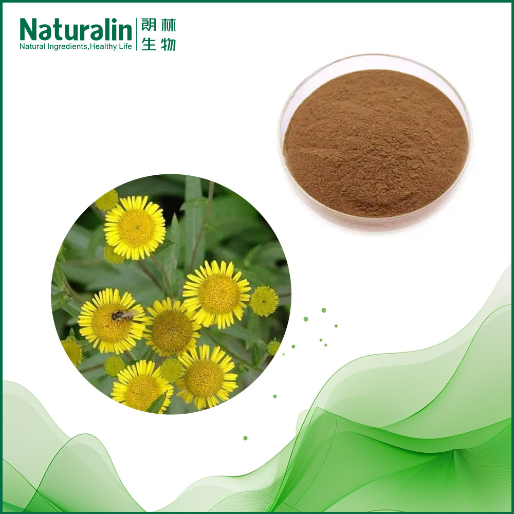 Elecampane Flower / Root Extract