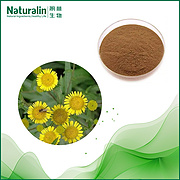 Elecampane Flower / Root Extract