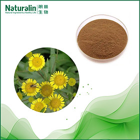 Elecampane Flower / Root Extract
