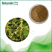 Dodder Seed Extract