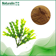 Bladderwrack Extract