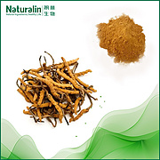 Cordyceps Extract