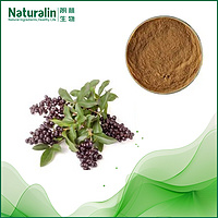 Ligustrum (Glossy Privet Fruit )