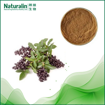 Ligustrum (Glossy Privet Fruit )