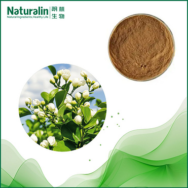 Jasmine Tea Extract