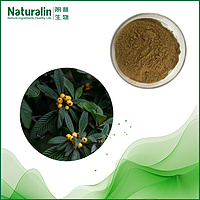 Loquat Leaves Extract