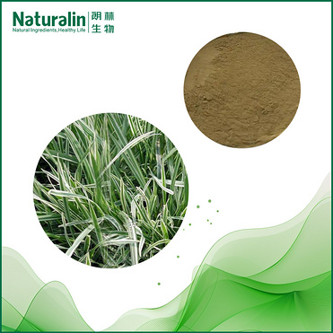 Oat Grass Extract