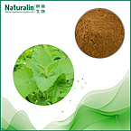 Schizonepeta Extract
