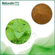 Schizonepeta Extract