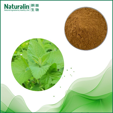 Schizonepeta Extract