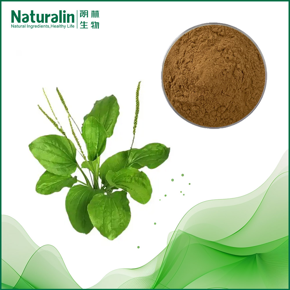 Plantain Extract