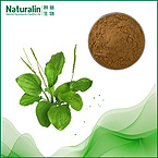 Plantain Extract