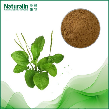 Plantain Extract