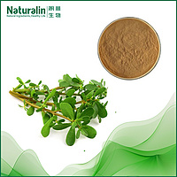 Herba Portulacae Extract