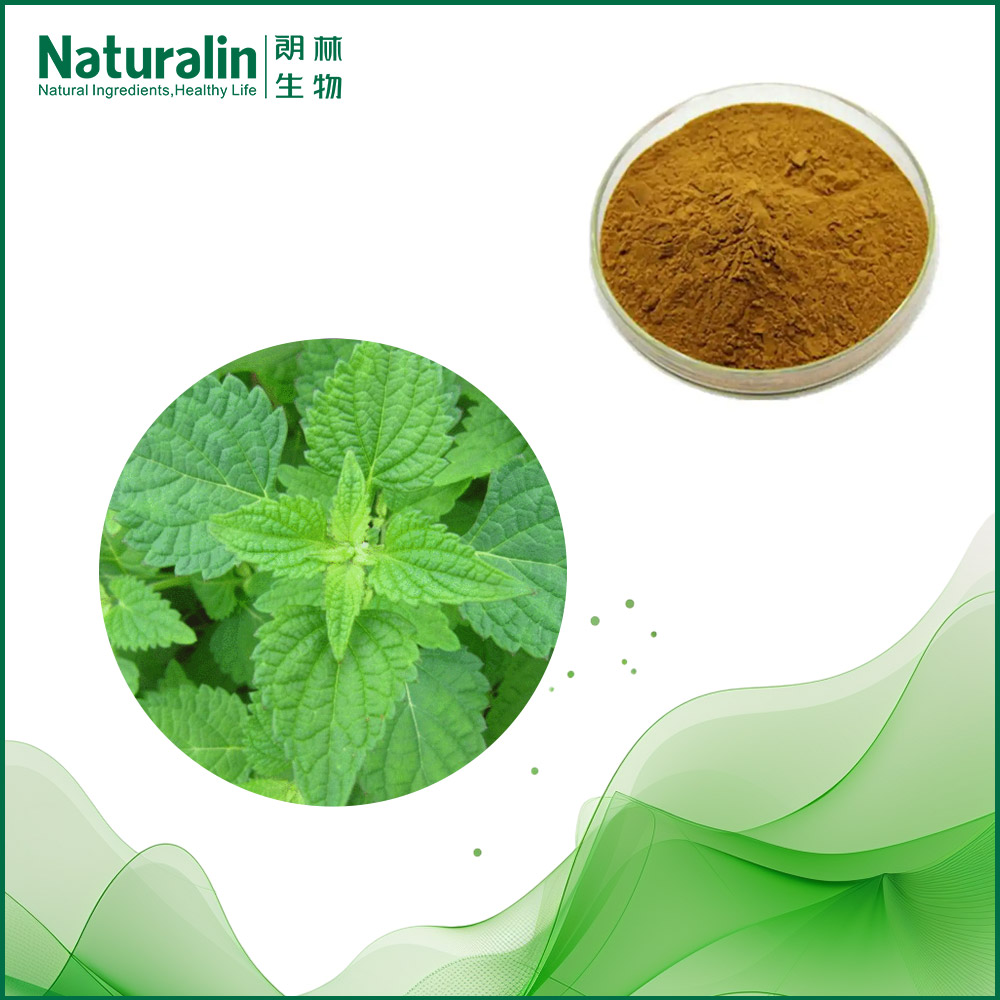 Herba Rabdosiae Extract
