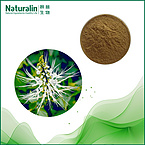 Spicate Clerodendranthus Herb Extract