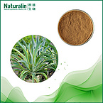 Maguey Extract