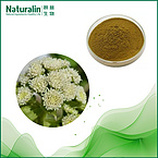 Butterbur Extract