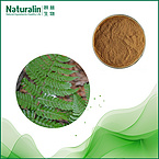 Wall fern Extract