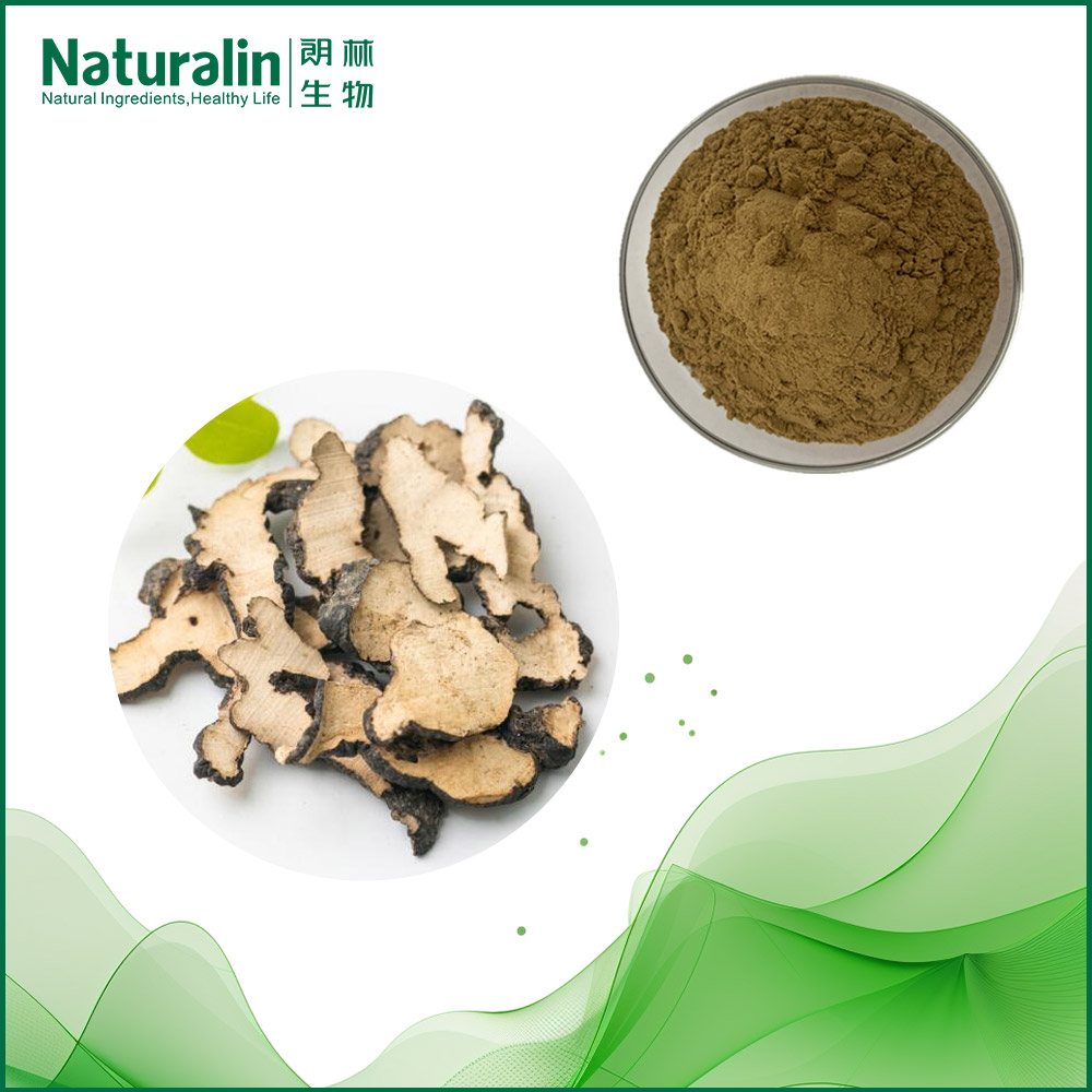 Grifola Extract