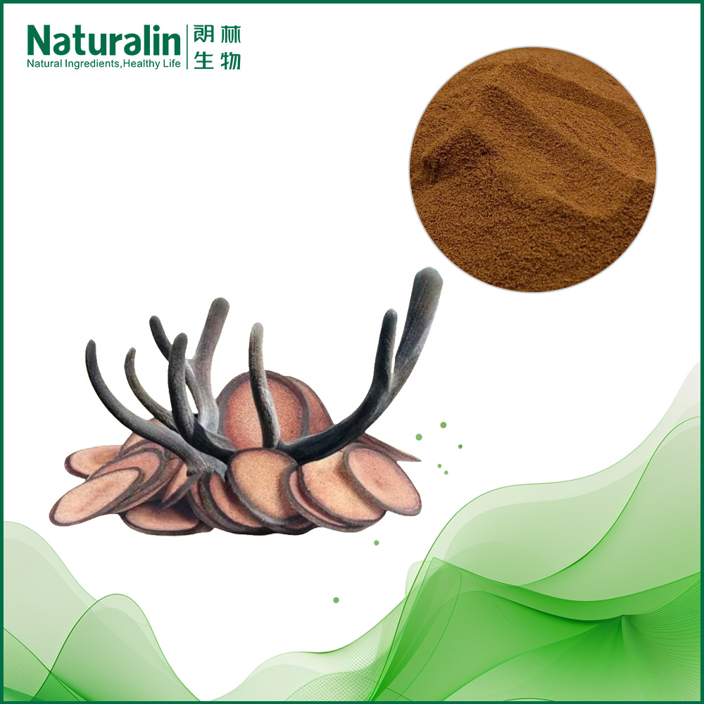 Hairy Antler Extract