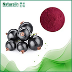 Black Currant Extract