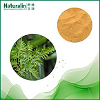 Japanese Climbing Fern Spore Extract