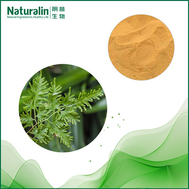 Japanese Climbing Fern Spore Extract