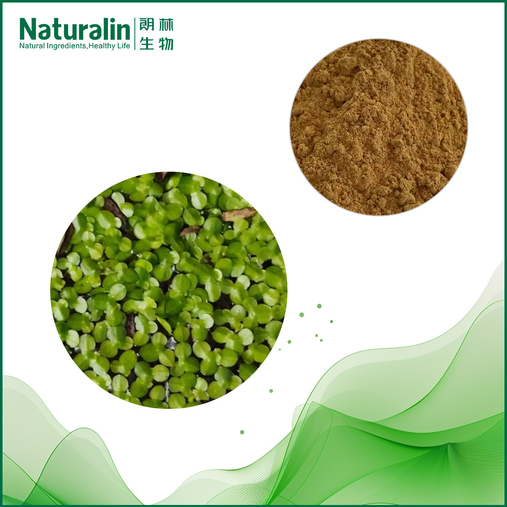 Lemna minor Extract