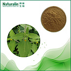 Herba Siegesbeckiae Extract