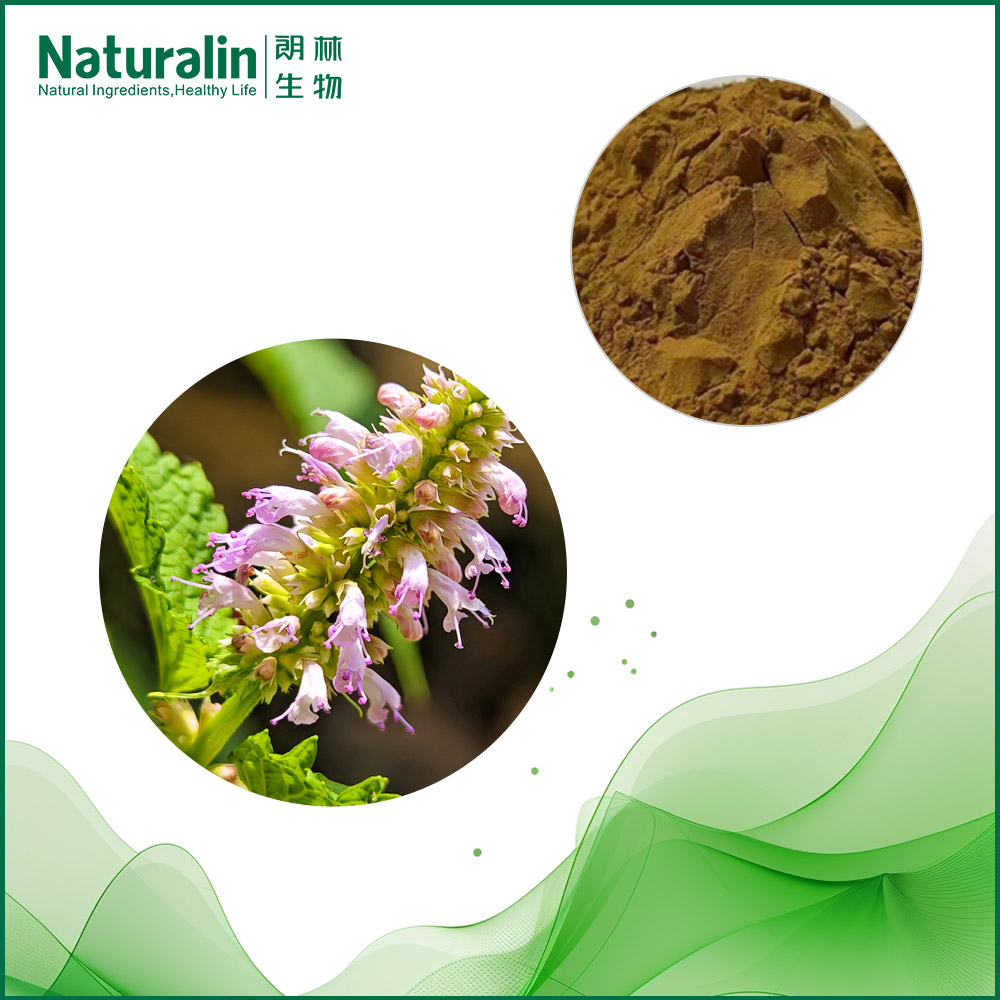 Wrinkled Gianthyssop Extract