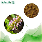 Wrinkled Gianthyssop Extract