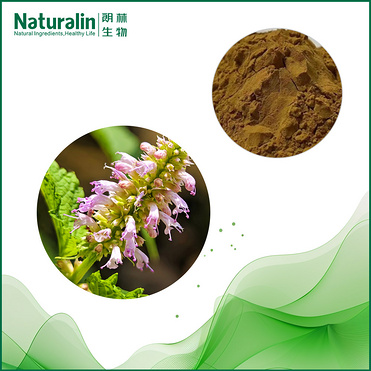 Wrinkled Gianthyssop Extract