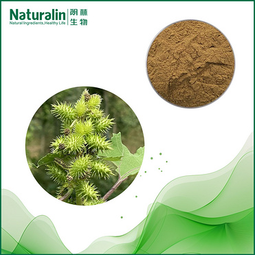 Siberian Cocklebur Fruit Extract
