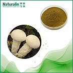 Calvatia gigantea Extract