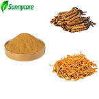Cordyceps Powder