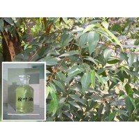 Eucalyptus Oil