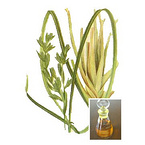 Citronella oil 